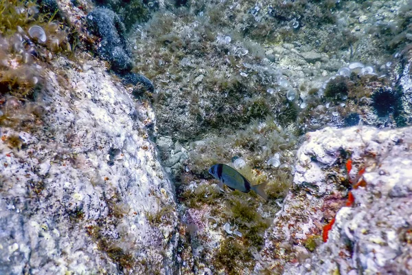 海の生命水中岩日光 水中生活 野生生物 — ストック写真