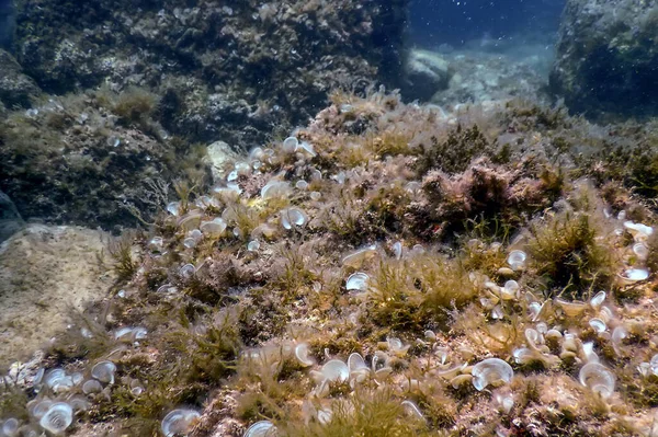 Sea Life Unterwasser Felsen Sonnenlicht Unterwasser Leben Tierwelt — Stockfoto