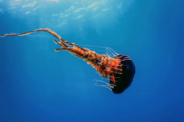 Красные Медузы Танцуют Голубой Океанской Воде Компас Медузы Дикая Природа — стоковое фото