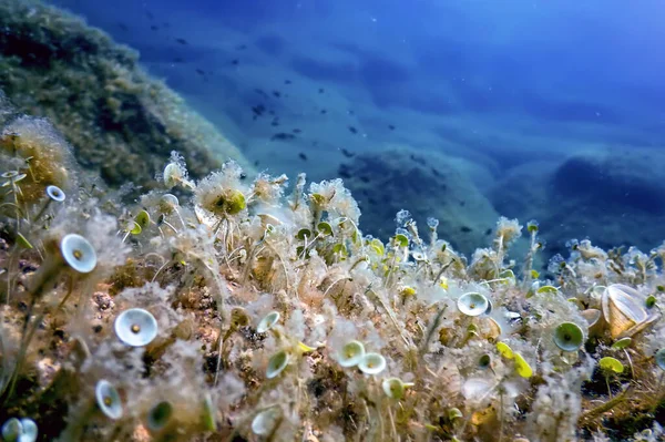 Sea Life Underwater Rocks Sunlight Underwater Life Wildlife — Stock Photo, Image
