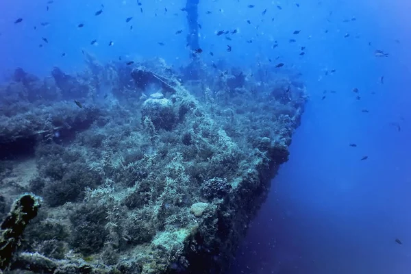 Vida Silvestre Naufragio Del Barco Vida Silvestre Del Mundo Submarino — Foto de Stock