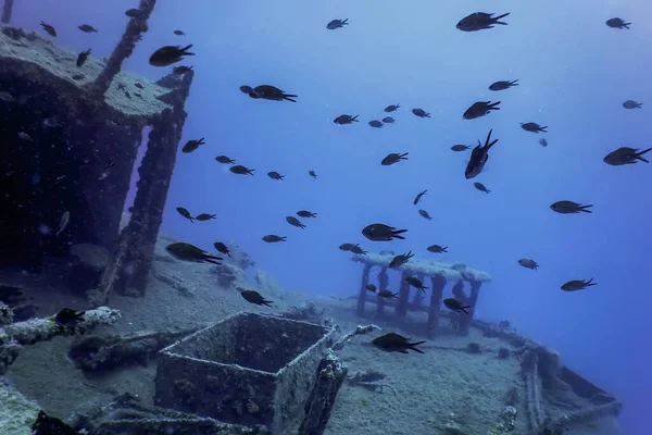 Wildlife Ship Wreck Underwater World Wildlife — Stock Photo, Image