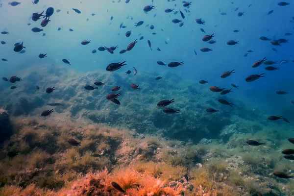 Sea Life Unterwasser Felsen Sonnenlicht Unterwasser Leben Tierwelt — Stockfoto