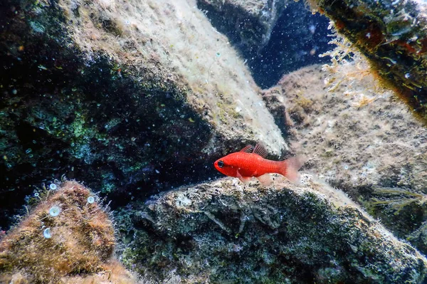 Kardinal balığı (Apogon imberbis) h, Tekirlerin Kralı, Vahşi Yaşam