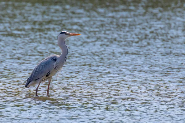 Hunting Grey Heron Ardea Cinerea — стокове фото