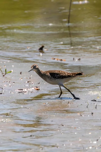 Homokpiper Homokpiper Sekély Vízben Tringa Glareola Wader Madár Homokpiper — Stock Fotó