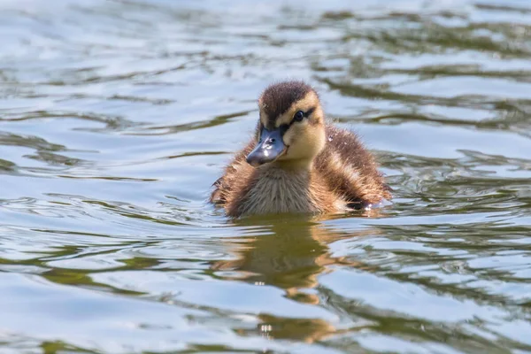 Mallard Πάπια Μωρό Στην Επιφάνεια Του Νερού Παπάκια Κολύμβηση — Φωτογραφία Αρχείου