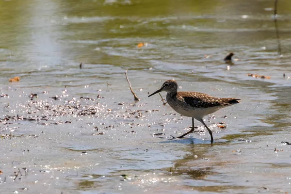 Zandloper Zandloper Ondiep Water Tringa Glareola Zandloper — Stockfoto