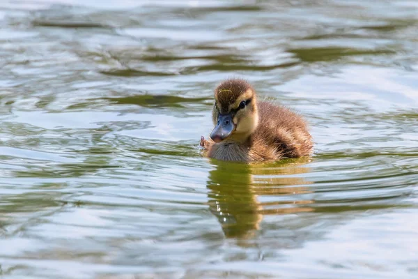 Su yüzeyinde ördek yavrusu, ördek yavrusu yüzüyor.