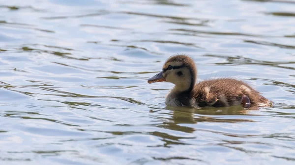 Canard Colvert Bébé Surface Eau Canetons Natation — Photo