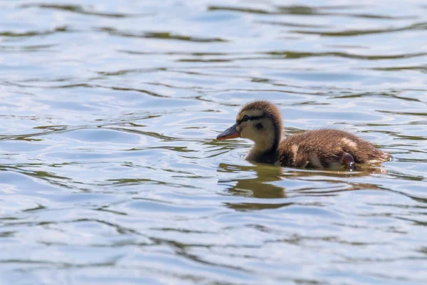 Su yüzeyinde ördek yavrusu, ördek yavrusu yüzüyor.