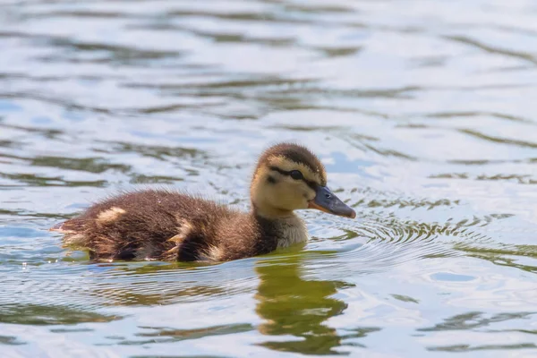 Su yüzeyinde ördek yavrusu, ördek yavrusu yüzüyor.