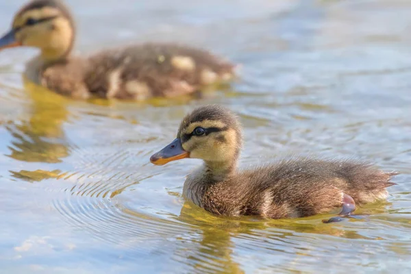 Mallard Duck Baby Superfície Água Bing Piscinas — Fotografia de Stock