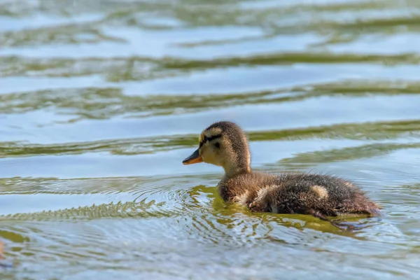 Mallard Πάπια Μωρό Στην Επιφάνεια Του Νερού Παπάκια Κολύμβηση — Φωτογραφία Αρχείου