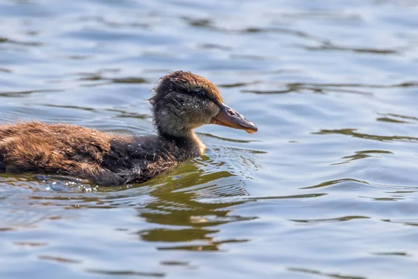 Mallard Πάπια Μωρό Στην Επιφάνεια Του Νερού Παπάκια Κολύμβηση — Φωτογραφία Αρχείου