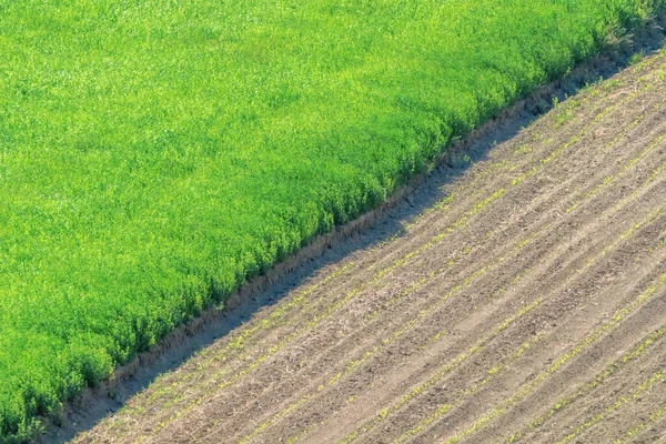 Νέοι Σπόροι Σιταριού Καλλιεργούνται Χωράφι — Φωτογραφία Αρχείου