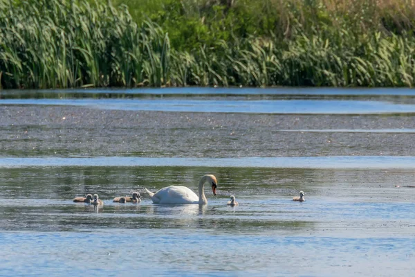 Mother Swan Chicks Water Cygnus Olor — Stock fotografie