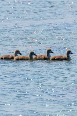 Kuğu Bebekler, Kuğu Olor, Şirin Bebek Kuğu