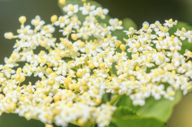 Yaşlı çiçekler, Mürver Çiçeği, Yaşlı Çiçek