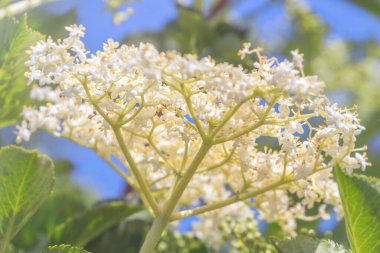 Yaşlı çiçekler, Mürver Çiçeği, Yaşlı Çiçek