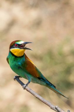 Avrupa Arı Yiyen (Merops Apiaster))