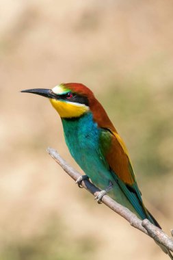 Avrupa Arı Yiyen (Merops Apiaster))