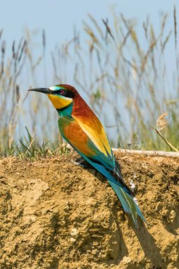 Avrupa Arı Yiyen (Merops Apiaster))