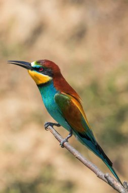 Avrupa Arı Yiyen (Merops Apiaster))