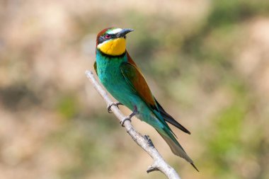 Avrupa Arı Yiyen (Merops Apiaster))