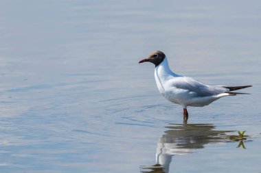 Kara Kafalı Martılar Suda Duruyor
