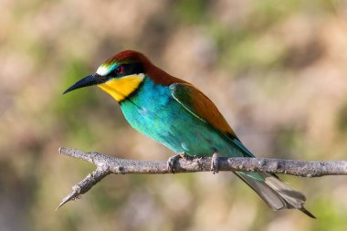 Avrupa Arı Yiyen (Merops Apiaster))