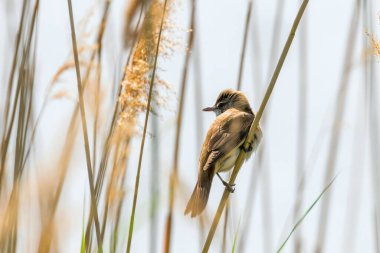 Sazlıktaki Büyük Reed Warbler (Akrocephalus Arundinaceus)