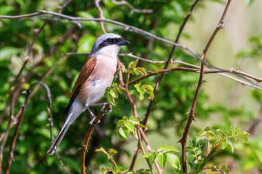 Kırmızı Shrike 'ı destekledi (Lanius collurio)