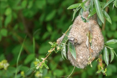 Eurasian Penduline Tit in Nest (Remiz pendulinus)