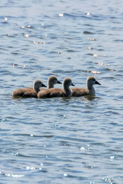 Bébés Cygnes Cygnus Olor Bébé Cygne Mignon — Photo