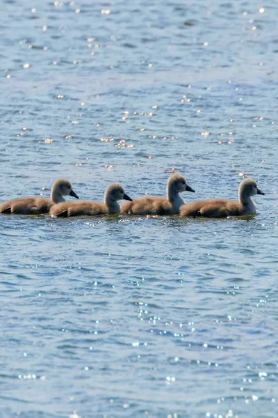 Swan Babies Cygnus Olor Cute Swan Baby — Foto Stock