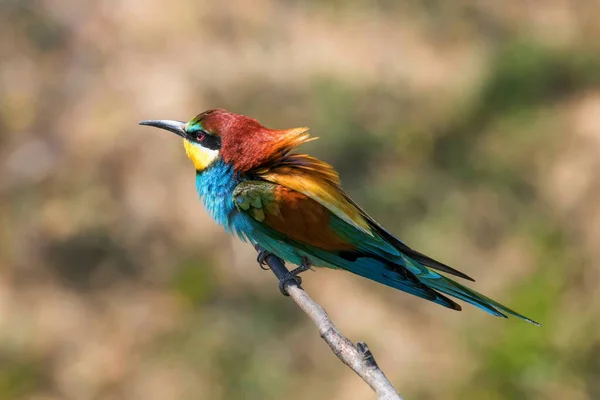 Abeja Europea Merops Apiaster — Foto de Stock