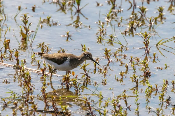 Gewone Zandloper Watervogel Actitis Hypoleucos — Stockfoto