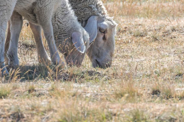 Flock Sheep Sheep Field — Stock Photo, Image