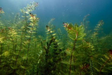 Sualtı Tatlı Su Flora, Sualtı Manzarası, Su altı Flora