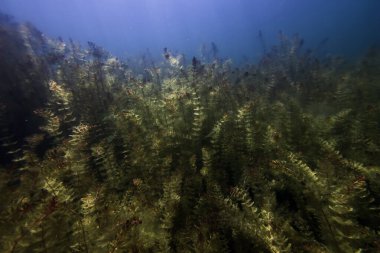 Sualtı Tatlı Su Flora, Sualtı Manzarası, Su altı Flora