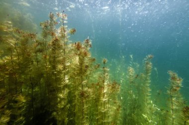 Sualtı Tatlı Su Flora, Sualtı Manzarası, Su altı Flora