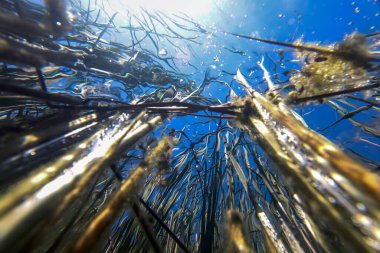 Sualtı Tatlı Su Flora, Sualtı Manzarası, Su altı Flora