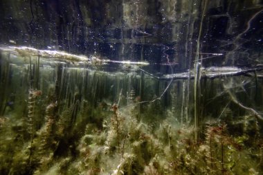 Sualtı Tatlı Su Flora, Sualtı Manzarası, Su altı Flora