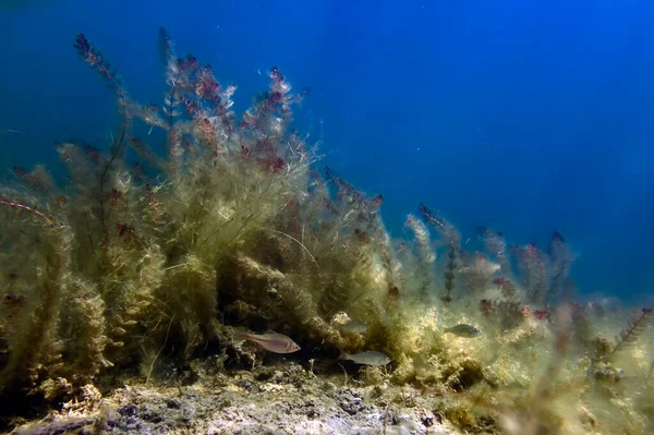 Onderwater Zoetwater Flora Onderwater Landschap Onderwater Flora — Stockfoto