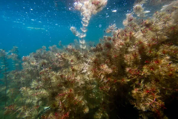 Underwater Freshwater Flora Underwater Landscape Underwater Flora — стокове фото