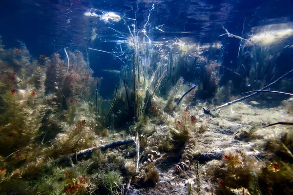 Unterwasser Süßwasserflora Unterwasser Landschaft Unterwasser Flora — Stockfoto