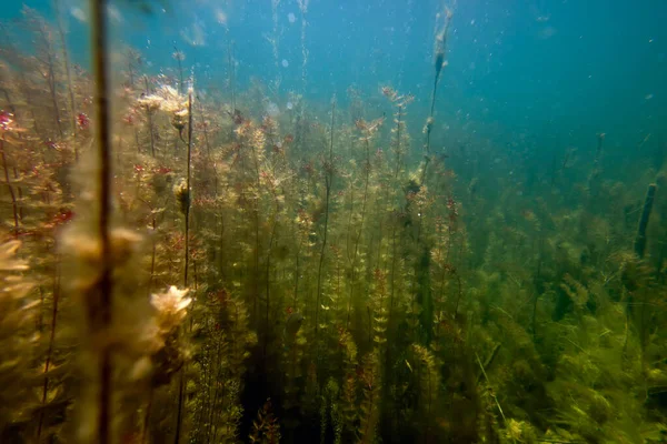 Υποβρύχια Flora Γλυκού Νερού Υποβρύχια Τοπίο — Φωτογραφία Αρχείου