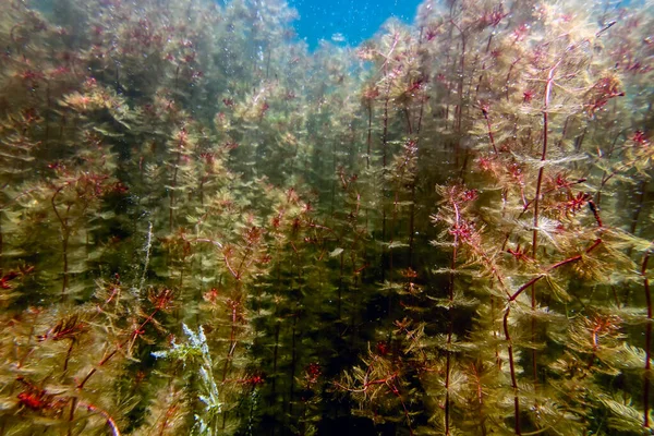 Υποβρύχια Flora Γλυκού Νερού Υποβρύχια Τοπίο — Φωτογραφία Αρχείου