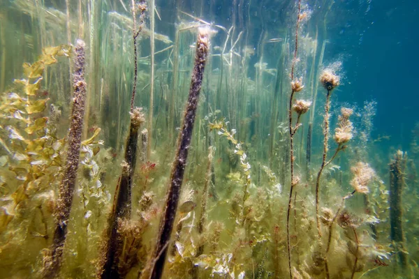 淡水植物 水中の風景 水中の植物 — ストック写真